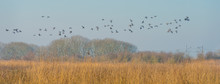 Geese Flying Over The Landscape Of A Natural Park In Winter