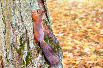 Red quirrel on the tree eating