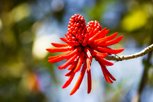 Erythrina Rubrinervia - Coral Tree Flower