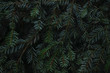© VI Studio - Green prickly branches of fur or pine. Fir branches close up.