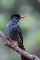 Wall Mural - square-tailed bulbul (Hypsipetes ganeesa),  Sinharaja Rain Forest Reserve, Sri Lanka