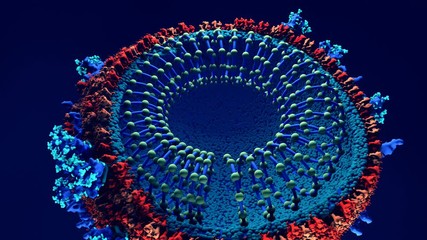 Wall Mural - Inside look Virus, Coronavirus, respiratory virus, SARS, MERS Here the virus is sliced open to show its genetic material