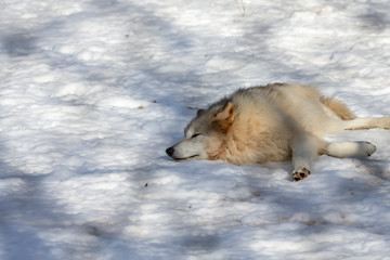 Sticker -  Grey wolf (Canis lupus)  also known in north America as Timber wolf in winter.