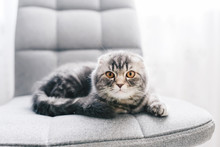 A Gray Kitten With Yellow Eyes, Laying On A Gray Chair Posing For The Camera.
