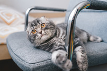 Cute Little Cat Lies On The  Gray Chair With Dreaming Expression On The Face.