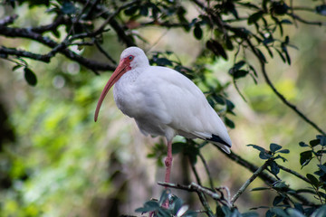 Poster - White ibis