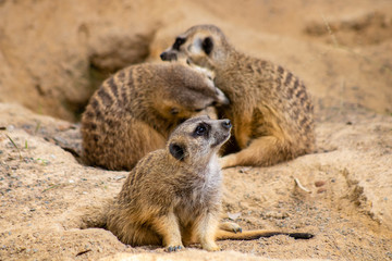 Poster - Meerkat