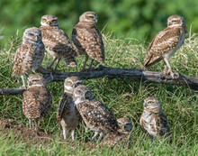A Group Of Young Burrowing Owls Near The Burrow