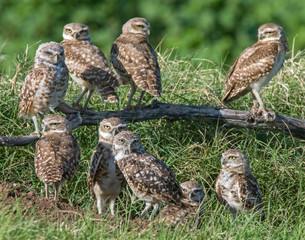 a group of young burrowing owls near the burrow