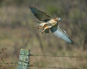 Swainson's Hawk