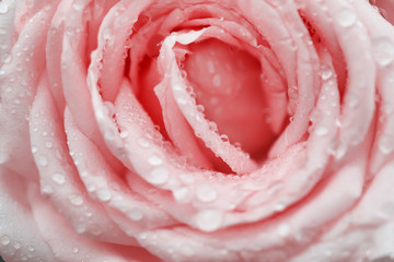 Wet pink rose flowers skin blossom , nature water drop on light bright background