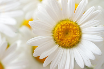 Canvas Print - Macro of camomile flower.