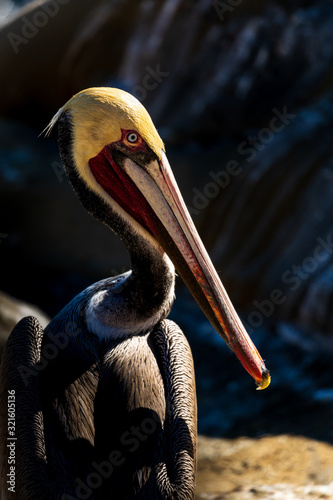 Portrait of large colorful pelican bird sitting on the rocky cliffs of La Jolla Wallpaper Mural
