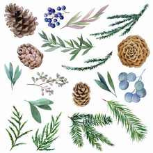 Set Of Winter Watercolor Botanical Elements, Fir And Cones