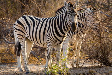 Canvas Print - Zebra