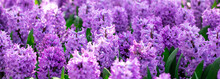 Spring Banner Of Beautiful Purple Hyacinths. Landscape Panorama, Copy Space.