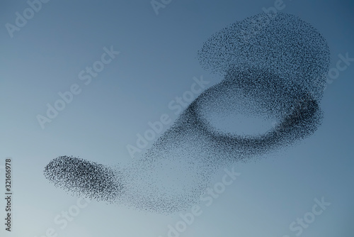 Fotografía Beautiful large flock of starlings