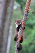Young Marten Beech, Lat. Martes Foina. Also Known As Stone Marten Or White Breasted  Marten. Copy Space
