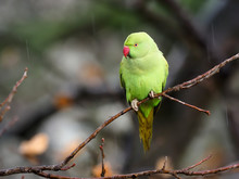 Ring-necked Parakeet, Psittacula Krameri