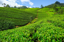 Tea Plantation In Sri Lanka.