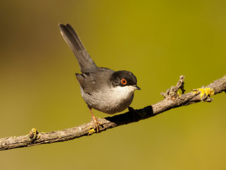 Poster - Sardinian warbler, Sylvia melanocephala