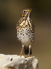 Wall Mural - Song thrush, Turdus philomelos