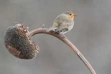 The Red Robin And The Sunflower (Erithacus Rubecula)