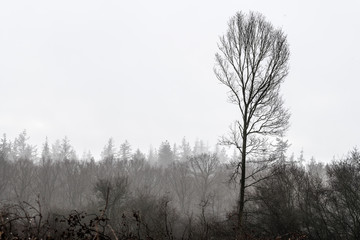 Wall Mural - Baumsilhouetten im winterlichen Morgennebel