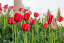Bed Of Flowers: Red Tulips In The City Park In Spring Time
