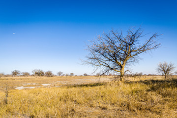 Poster - Steppe