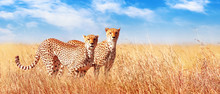 Cheetah In The African Savannah. Africa, Tanzania, Serengeti National Park. Banner Design. Wild Life Of Africa.