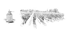 Vineyard Landscape. France. Vector Sketch Design. Hand Drawn Illustration