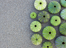 Collection Of Green Sea Urchin Shells On Wet Sand Background, Space For Text