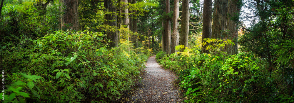 Beautiful forest path as panorama background - obrazy, fototapety, plakaty 