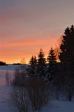 Fototapeta Na ścianę - Snowy trees on orange sunrise background in winter