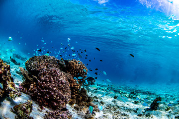 Wall Mural - Blue chromis fish swimming near a coral head in Tonga