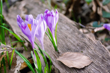 Crocus Flower In The Forest. Beauty Of Wild Purple Blooming In Springtime