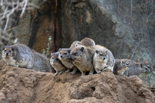A Group Of Damans Resting On A Rock, Tanzania.