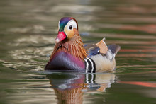 A Mandarin Duck Swimming In A Pond