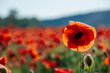 open bud of red poppy flower in the field. wonderful sunny afternoon weather of mountainous countryside. blurred background