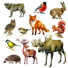 Watercolor Illustration, Set. Forest Animals And Birds. Squirrel, Wolf, Fox, Hare, Hedgehog, Deer, Elk, Bullfinch, Sparrow, Tit, Owl