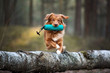 red toller retriever dog jumping over a tree with a hunting dummy in mouth, hunting dog training