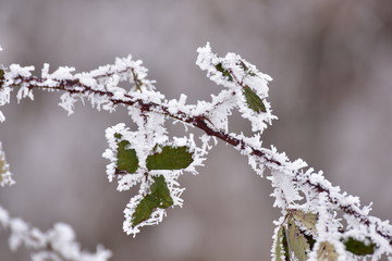 frosty branch