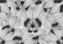 Insect Wings Natural Pattern Background On Grey