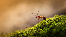 Forest Ant Closeup