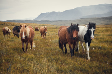 icelandic horses in the field of scenic nature landscape of iceland. the icelandic horse is a breed 