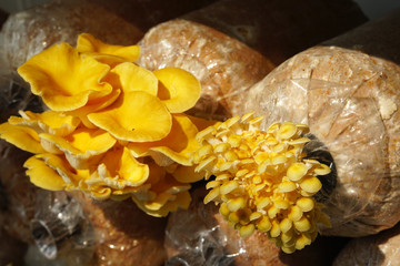 Oyster mushroom (Pleurotus citrinopileatus Singer) on spawn bags growing in a farm. Golden oyster mushroom.