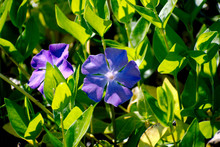 Two Purple Flowers