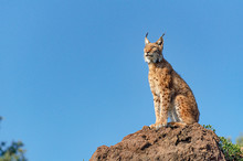 Iberian Lynx Sitting On A Rock In Profile