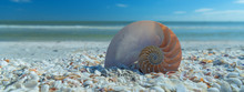 Beautfiful Shell On The Beach. Coastal Dreams.